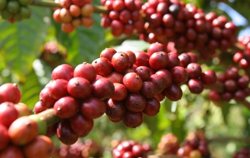 Xuất khẩu cà phê sang EU lo chồng lấn dữ liệu trước quy định EUDR