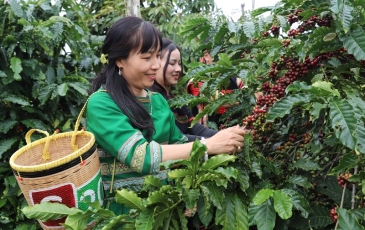 Xuất khẩu cà phê kỳ vọng vượt 8 tỷ USD