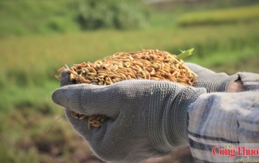 Nguồn cung dồi dào, xuất khẩu gạo bước vào cuộc đua mới