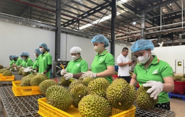 Nông sản Việt trước sức ép đổi chuẩn xuất khẩu