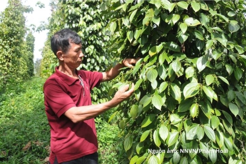 Xuất khẩu hồ tiêu tăng tốc, chất lượng là ‘chìa khóa’ giữ thị trường