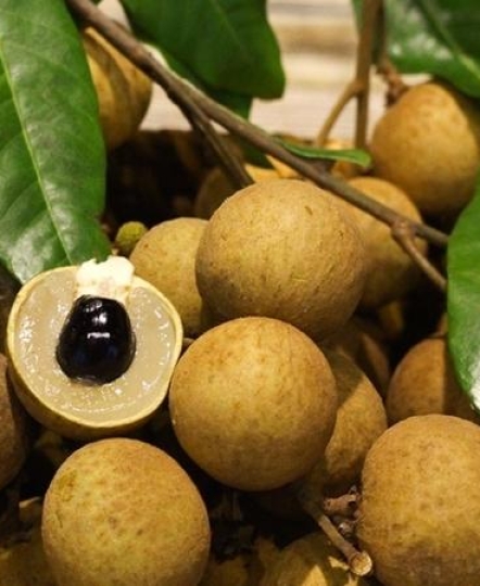 Nhãn